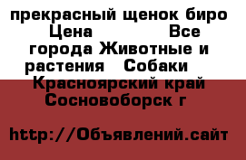 прекрасный щенок биро › Цена ­ 20 000 - Все города Животные и растения » Собаки   . Красноярский край,Сосновоборск г.